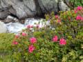 FM18-Rhododendrons-avec-cascade-a-la-fonte-des-neiges-en-Claree-de-Sylvain-Weiller 