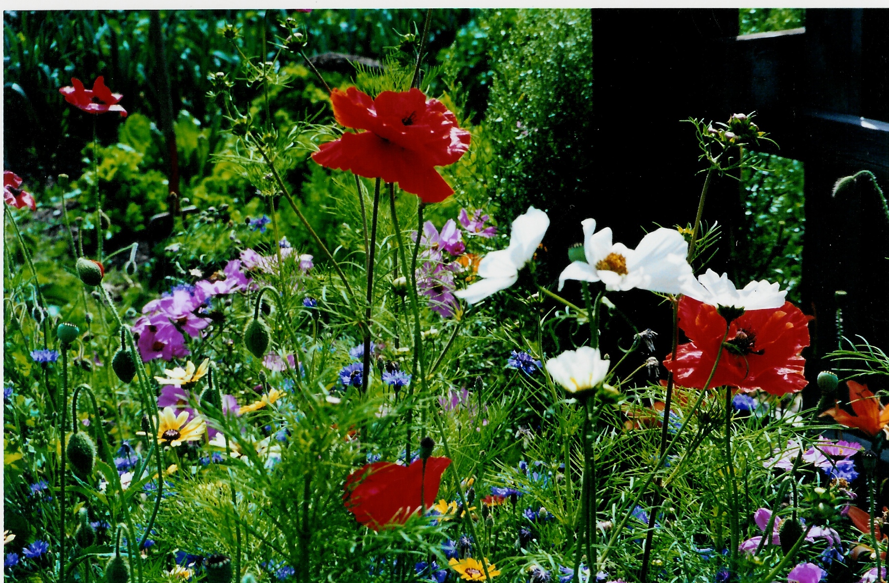 F24 coquelicot et fleurs de jardin de martine Flacoz.jpg