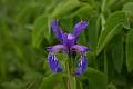 F23 iris_latifolia de veronique wattiaux