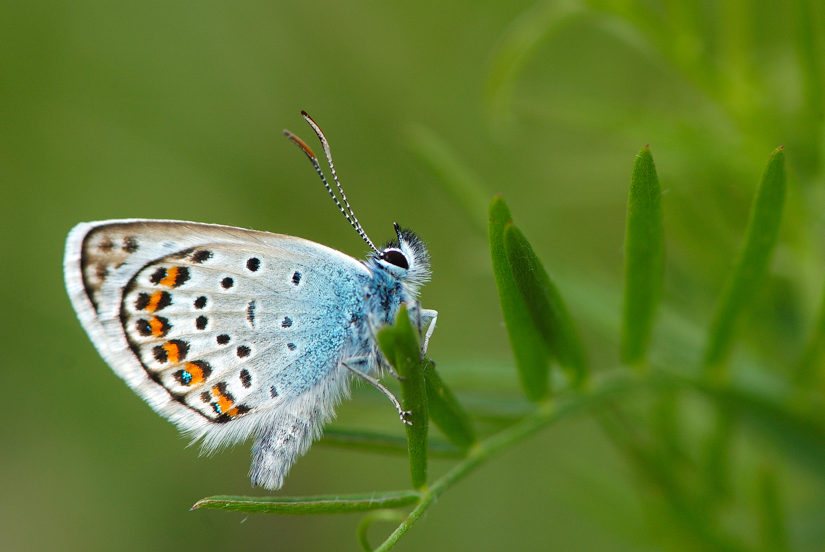 A28-papillon-Argus-bleu-de-sylvie-dacko.jpg