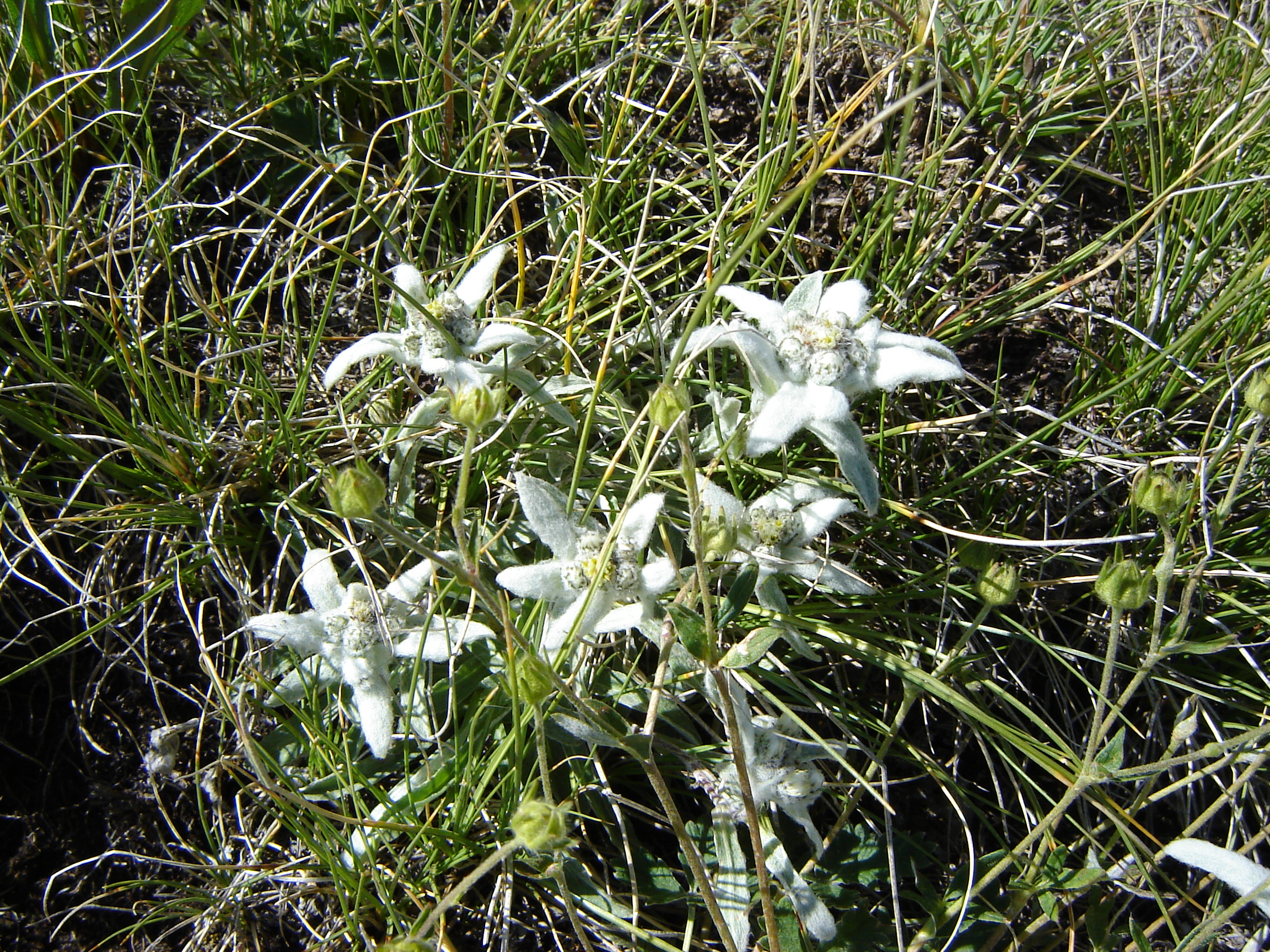 M81-edelweiss-de-bernard-canac.jpg