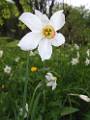 M48-Narcisse des poetes-de-gisele-duverney-pret