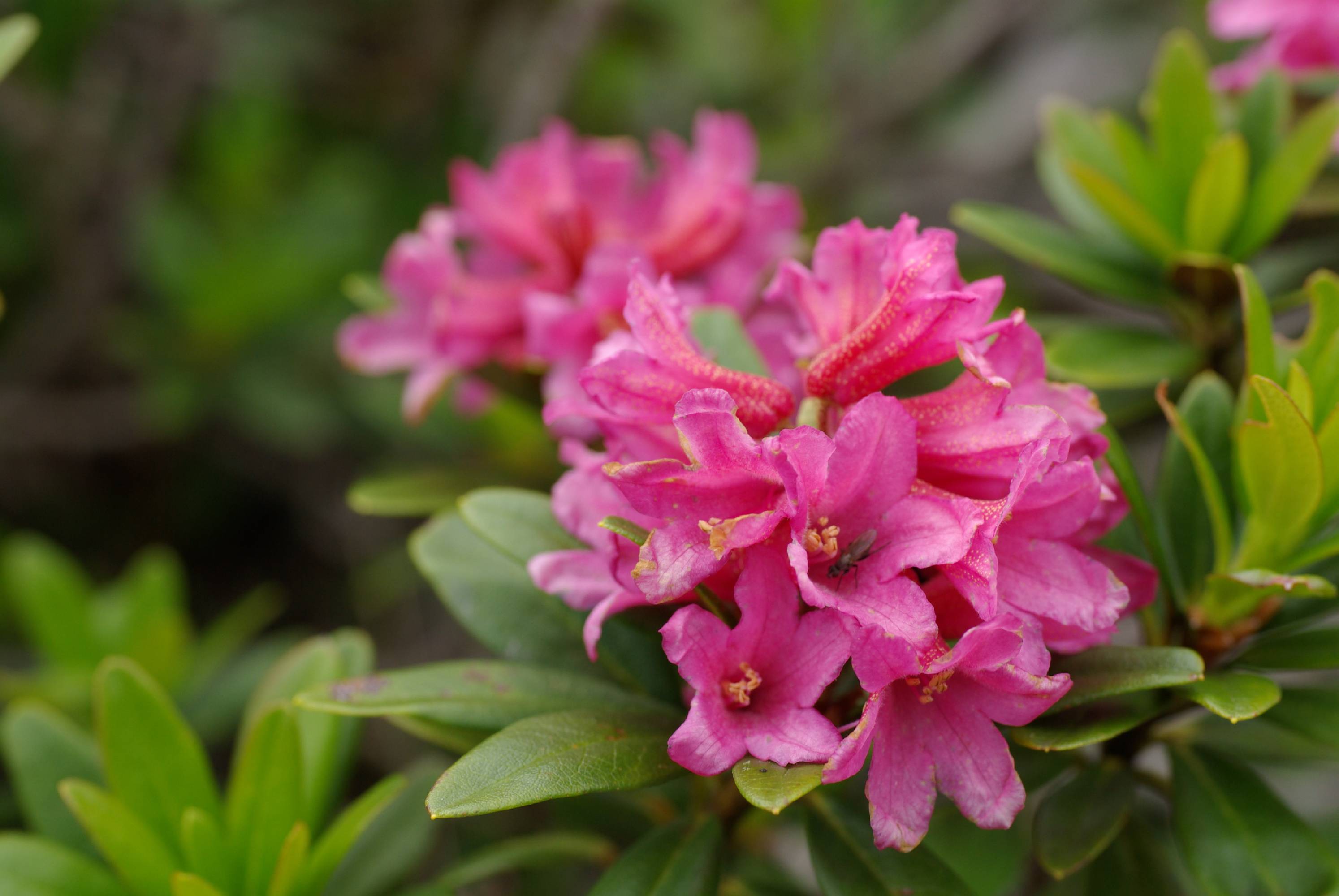 F52-rhododendron-de-andre-vallet.JPG