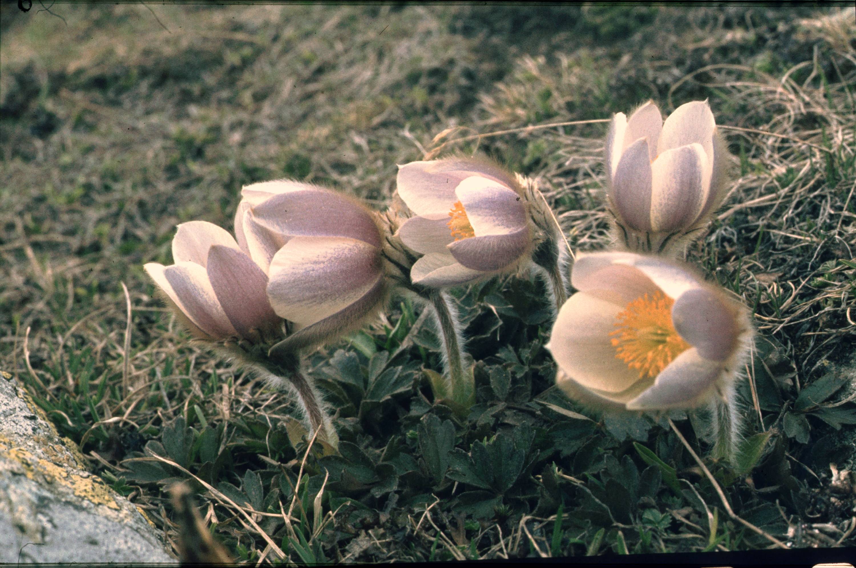 FL09-Anemones-pulsatilla-vernalis-de-Erminio-Beati.jpg