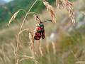 PB22-papillon-Zygene-accroche-sur-herbes-folles-de-Daniel-Erwyn