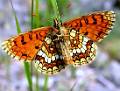 PB27-papillon-mellicta britomartis-de-R de la Grandiere
