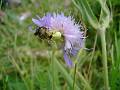 PB32-araignee neutralisant-une abeille-de-Martine-Falcoz