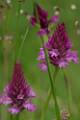 F53-Or-orchis-pyramidal-de-Andre-Vallet