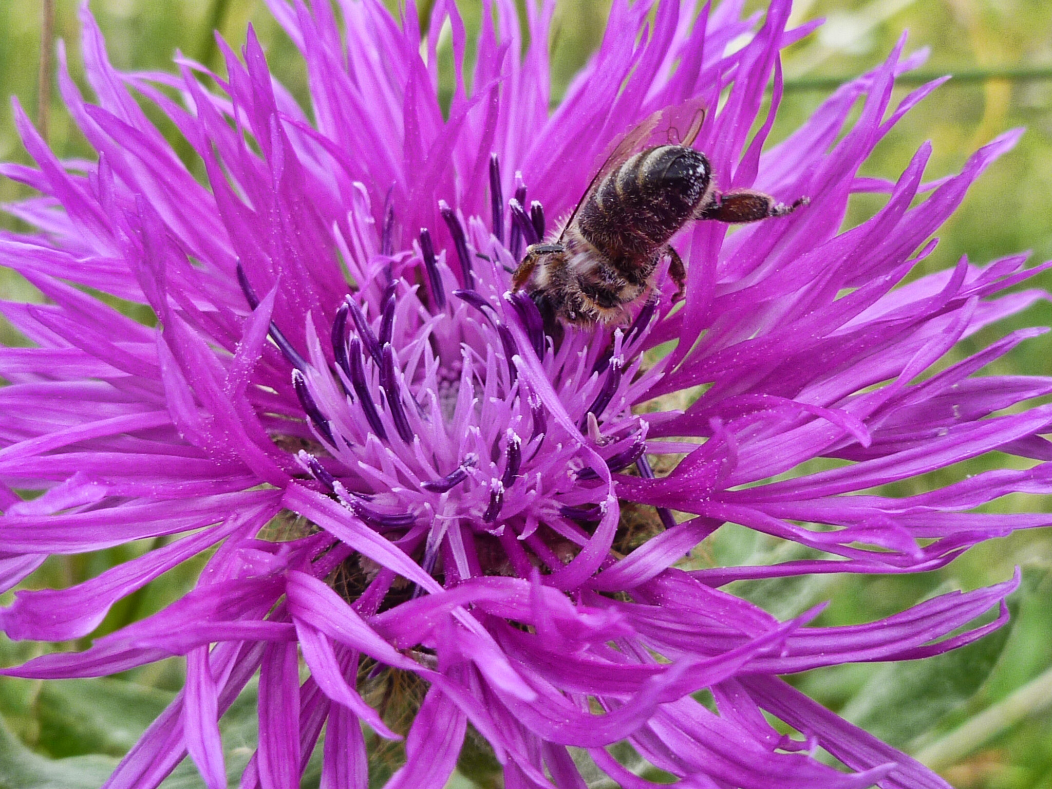 F06-Centauree-avec-abeille-de-Nathalie-Canas.jpg