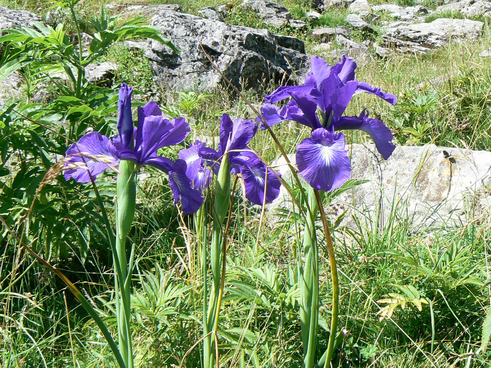 F23-Iris-des-Pyrenees-de-Helene-Michaud.jpg