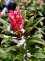 F57-Rhododendron-apres-la-grele-de-Beati-Alberto