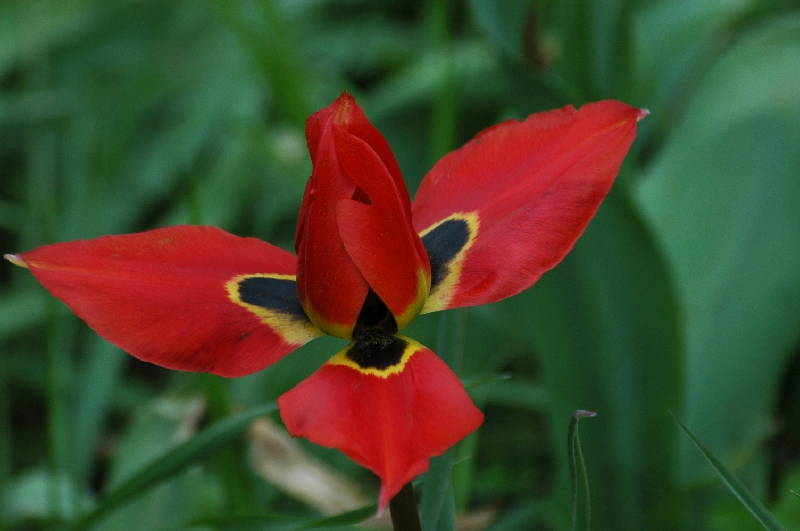 FL61-Tulipe-Precoce-espece protegee-de Maurienne-de-Gerard-Augert.JPG