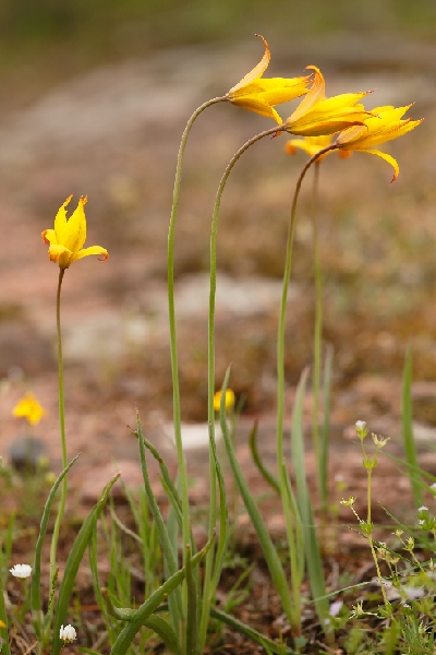FL62-Tulipes australes-Var-de-Bernard-Gauthier.jpg