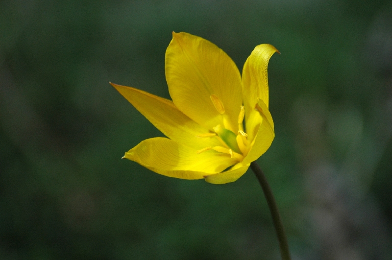 FL63-Tulipe-Sylvestris-espece protegee-de Maurienne-de-Gerard-Augert.JPG