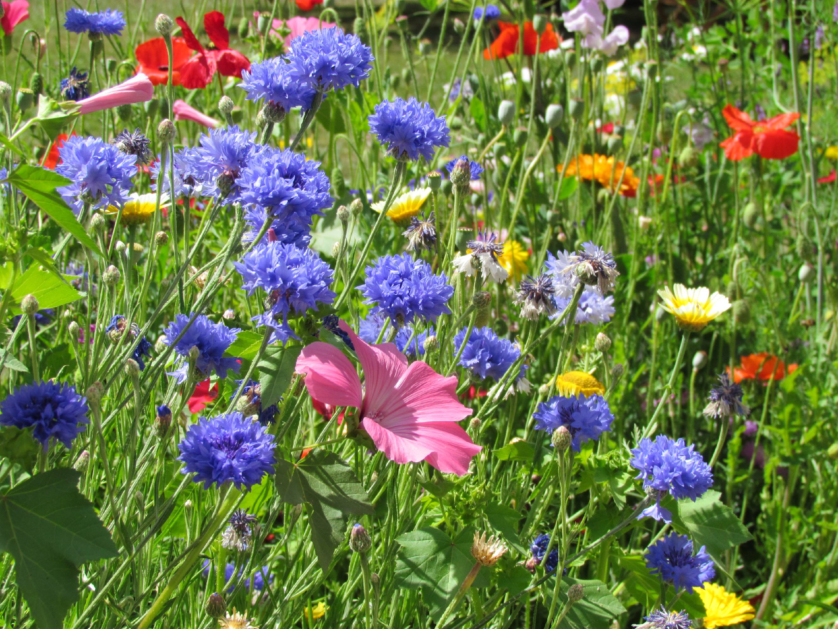 FLR27-Fleurs-variees-Jardin-de-Gerard-Gourlan.jpg