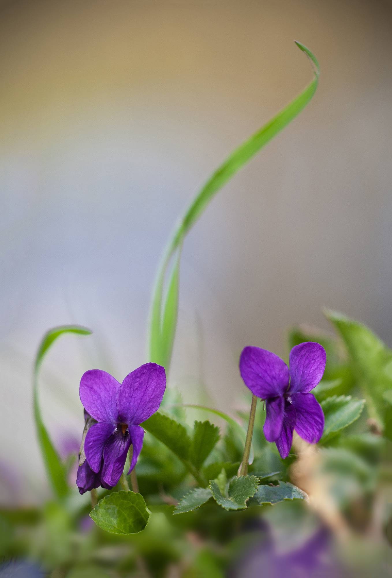 FLR57-violette sauvage-Jean-Claude-Suhr.jpg
