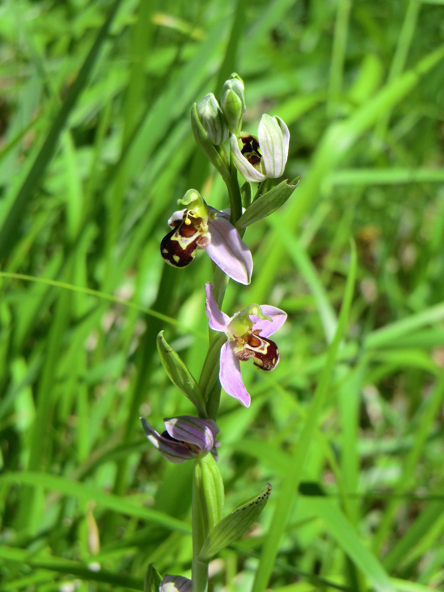 FL18-Ophrys-bourdon-fuciflora-de-Emmanuelle-Scarnatto.JPG