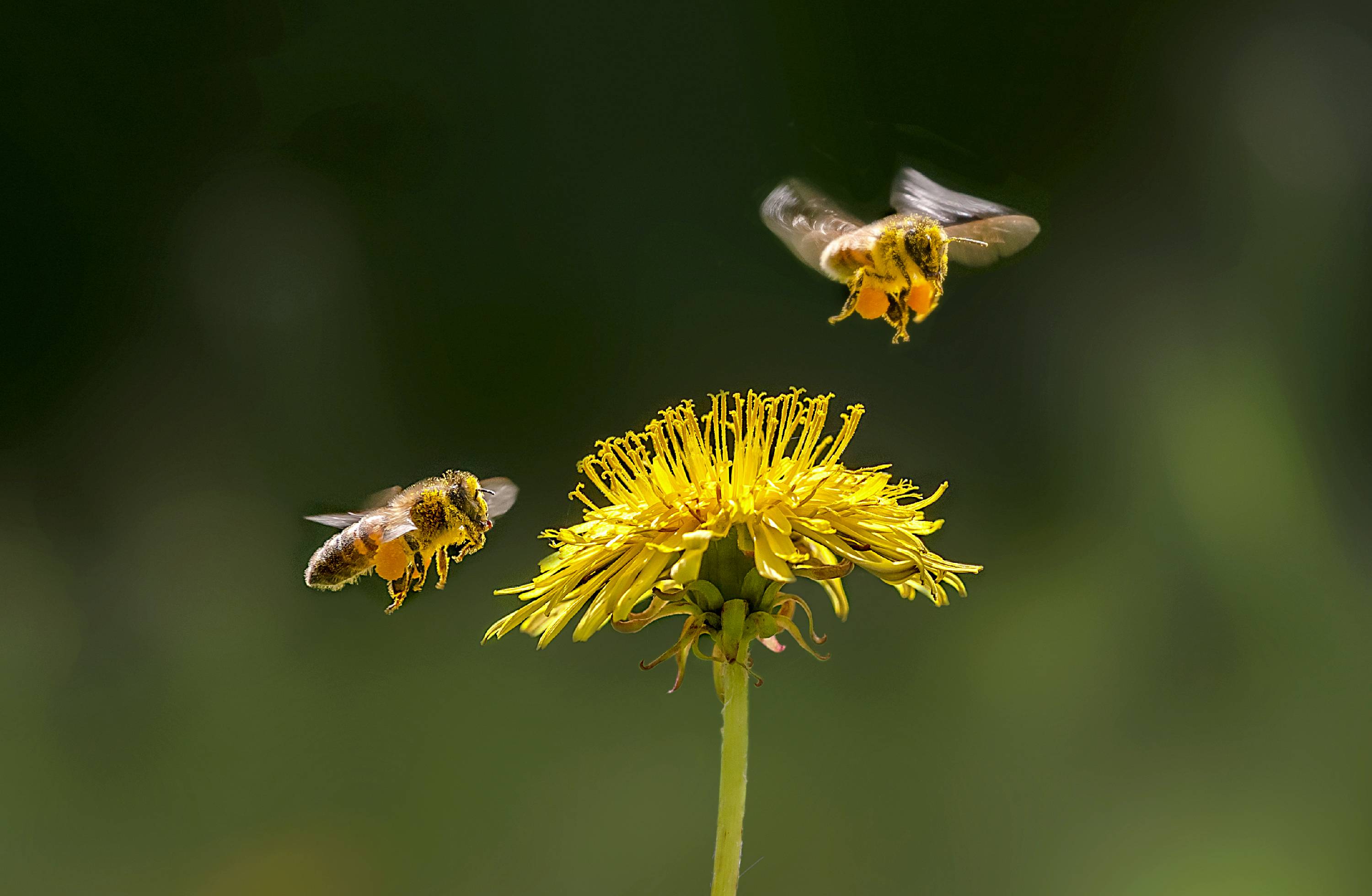KIVL40-vol-abeilles-de-Jean-Claude-Suhr.jpg