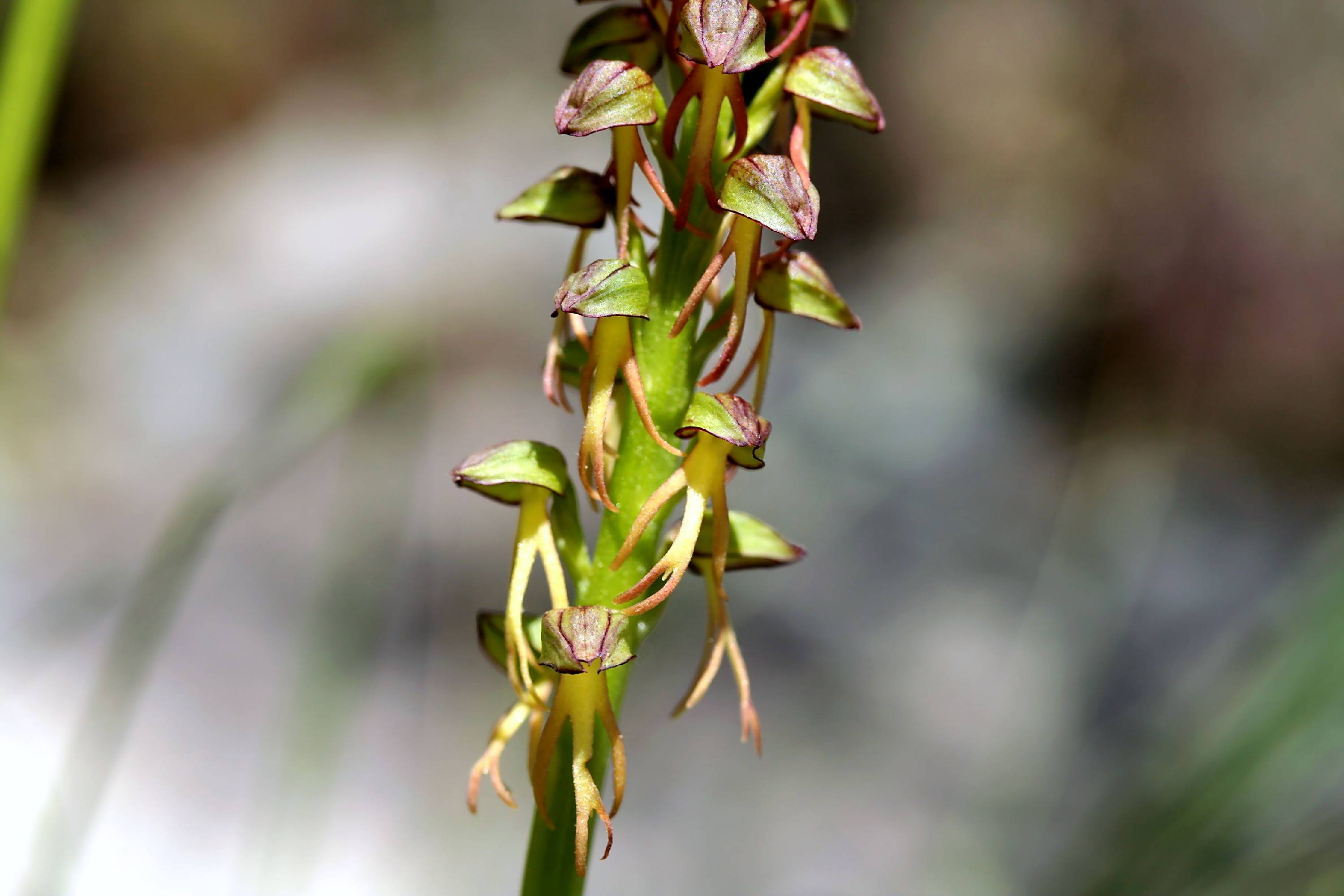 ORCH24-Ophrys-homme-pendu-ou-anthropo-de-Roger-de-la-Grandiere.JPG