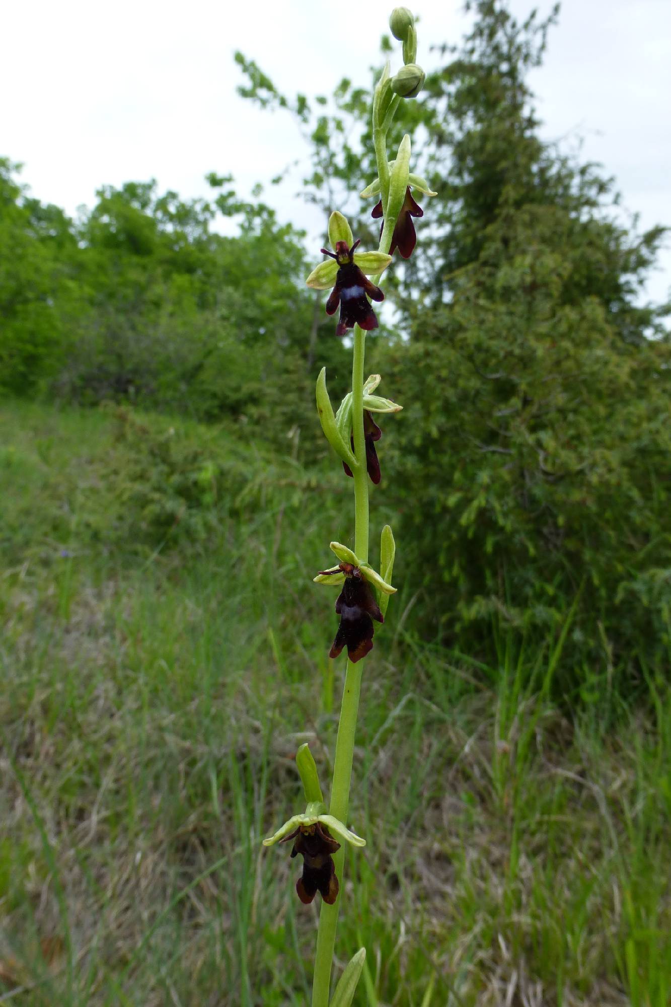 ORCH25-Ophrys-mouche-de-Evelyne-Quenard.JPG