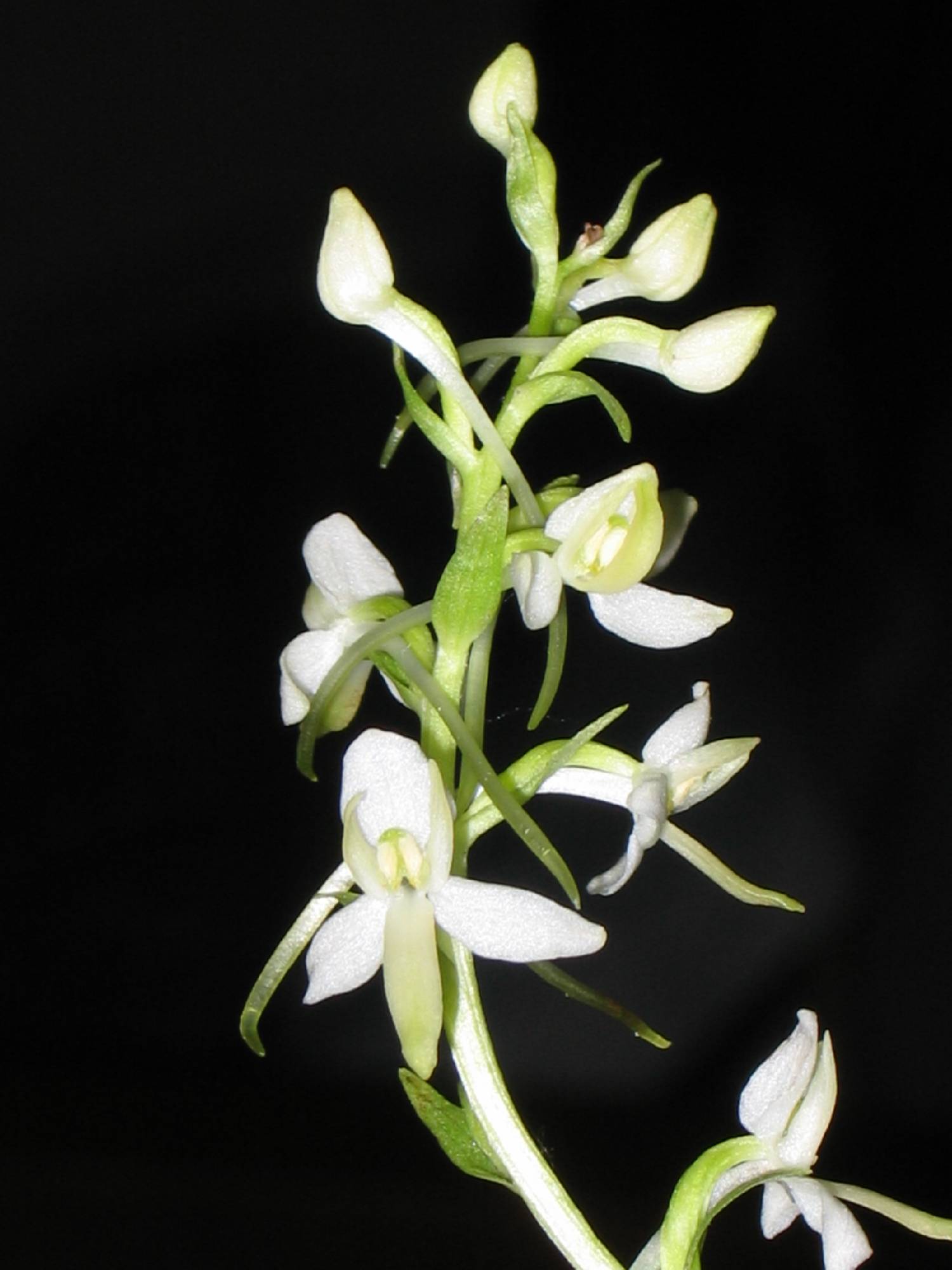 ORCH26-Orchis-a-2-feuilles-ou-Platanthera-bifolia-de-Marcelle-Dagault.JPG