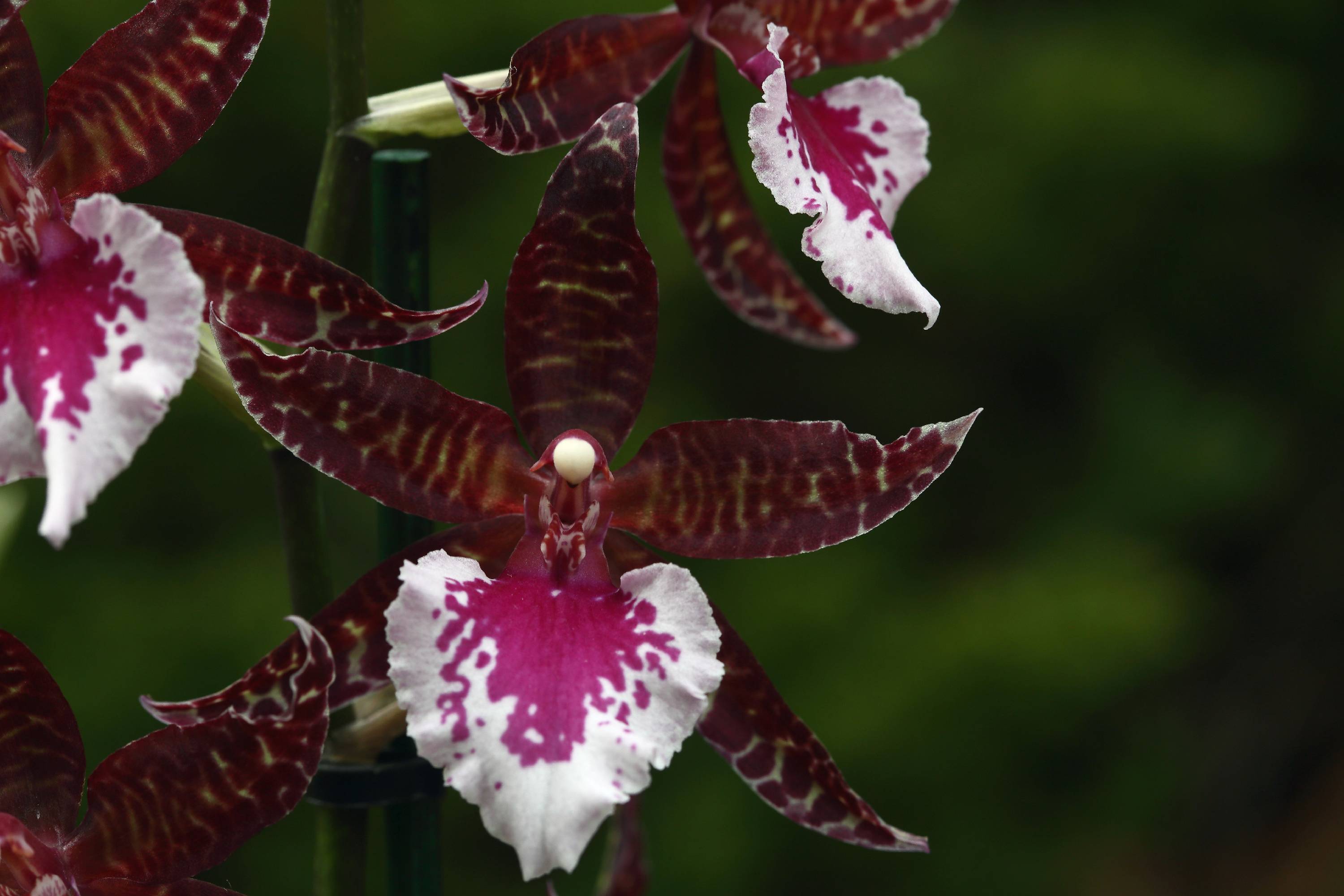 ORCH47-Orchidee-Odontoglossum-hybride-de-Michel-Meyer.jpg