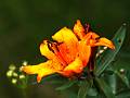 LILIA09-Lys-orange-Lilium-bulbiferum-ou-croceum-Eco-Sylve-de-Katia-Demey