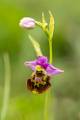 ORCH23-Ophrys-bourdon-de-Jean-Claude-Suhr