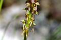 ORCH24-Ophrys-homme-pendu-ou-anthropo-de-Roger-de-la-Grandiere