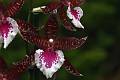 ORCH47-Orchidee-Odontoglossum-hybride-de-Michel-Meyer