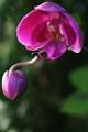 ORCH48-Orchidee-papillon-ou-Phalaenopsis-de-Michel-Meyer