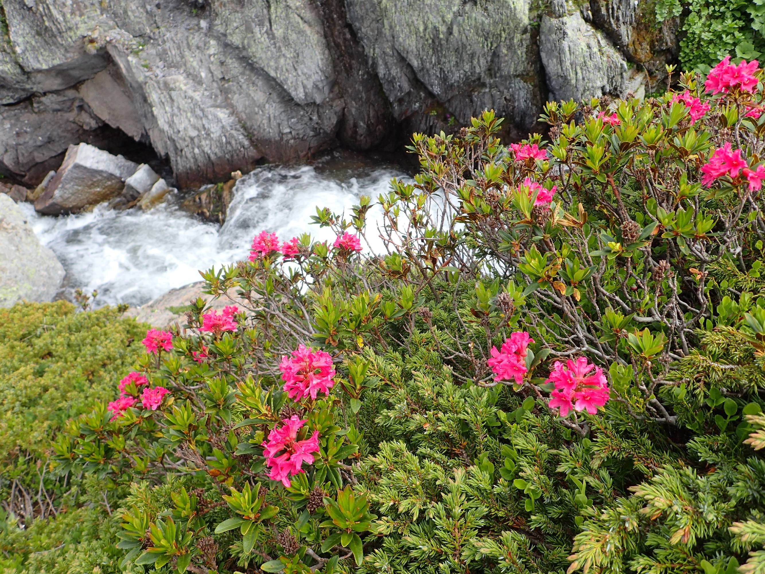 FM18-Rhododendrons-avec-cascade-a-la-fonte-des-neiges-en-Claree-de-Sylvain-Weiller .JPG
