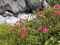 FM18-Rhododendrons-avec-cascade-a-la-fonte-des-neiges-en-Claree-de-Sylvain-Weiller 