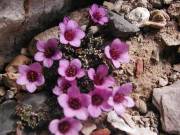 saxifrage_a_feuilles_opposees_P7161847 